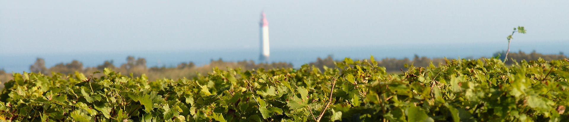 Rosé Des Dunes Ile De Ré Cubi